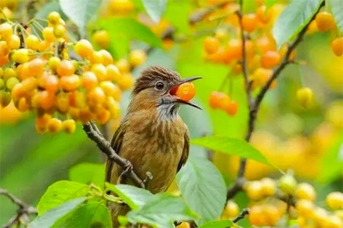怎么保护樱桃不让鸟吃,鸟吃樱桃有什么好办法