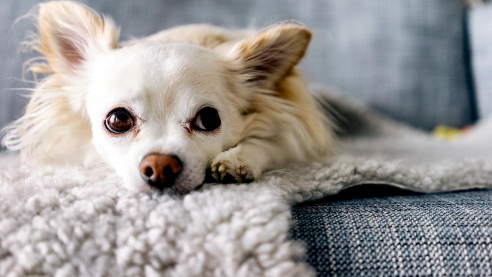 狗狗腿上有癣用什么药膏,狗狗屁股长红疙瘩涂什么药