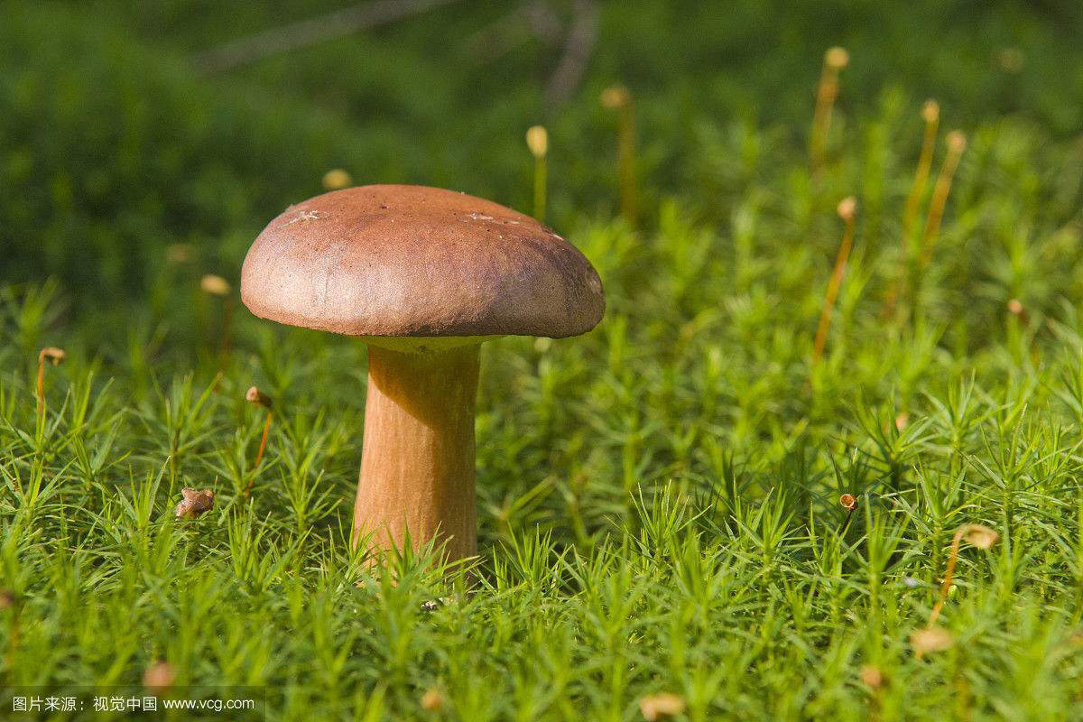 牛肝菌中药配方,牛肝菌功效主治