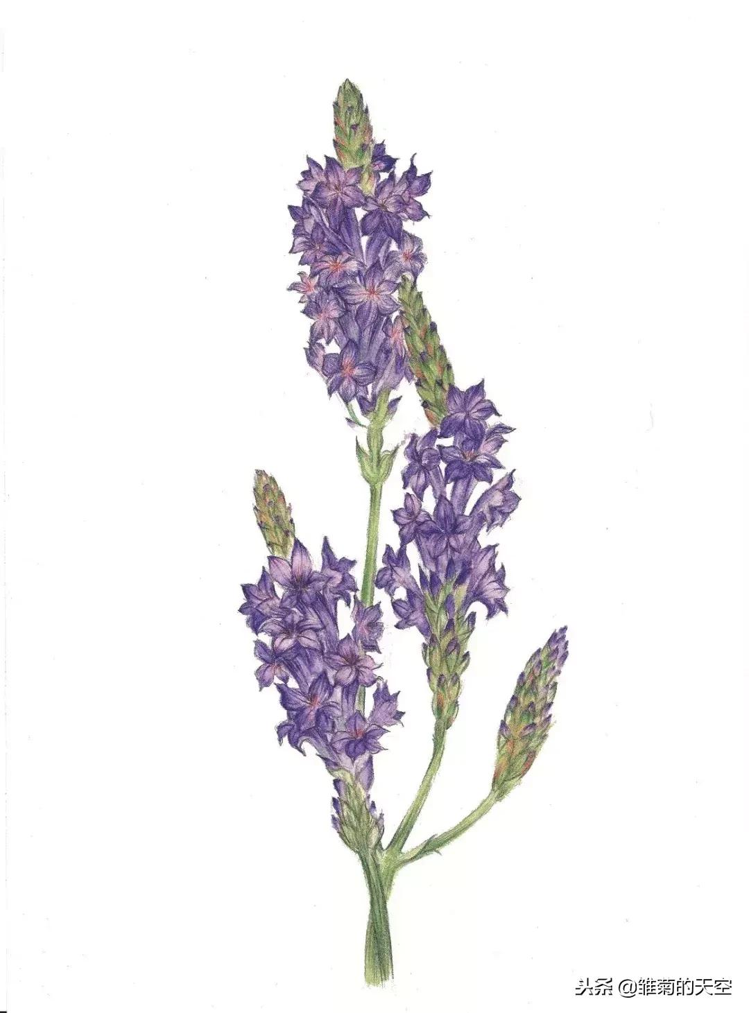 薰衣草的美丽世界,薰衣草的世界真漂亮