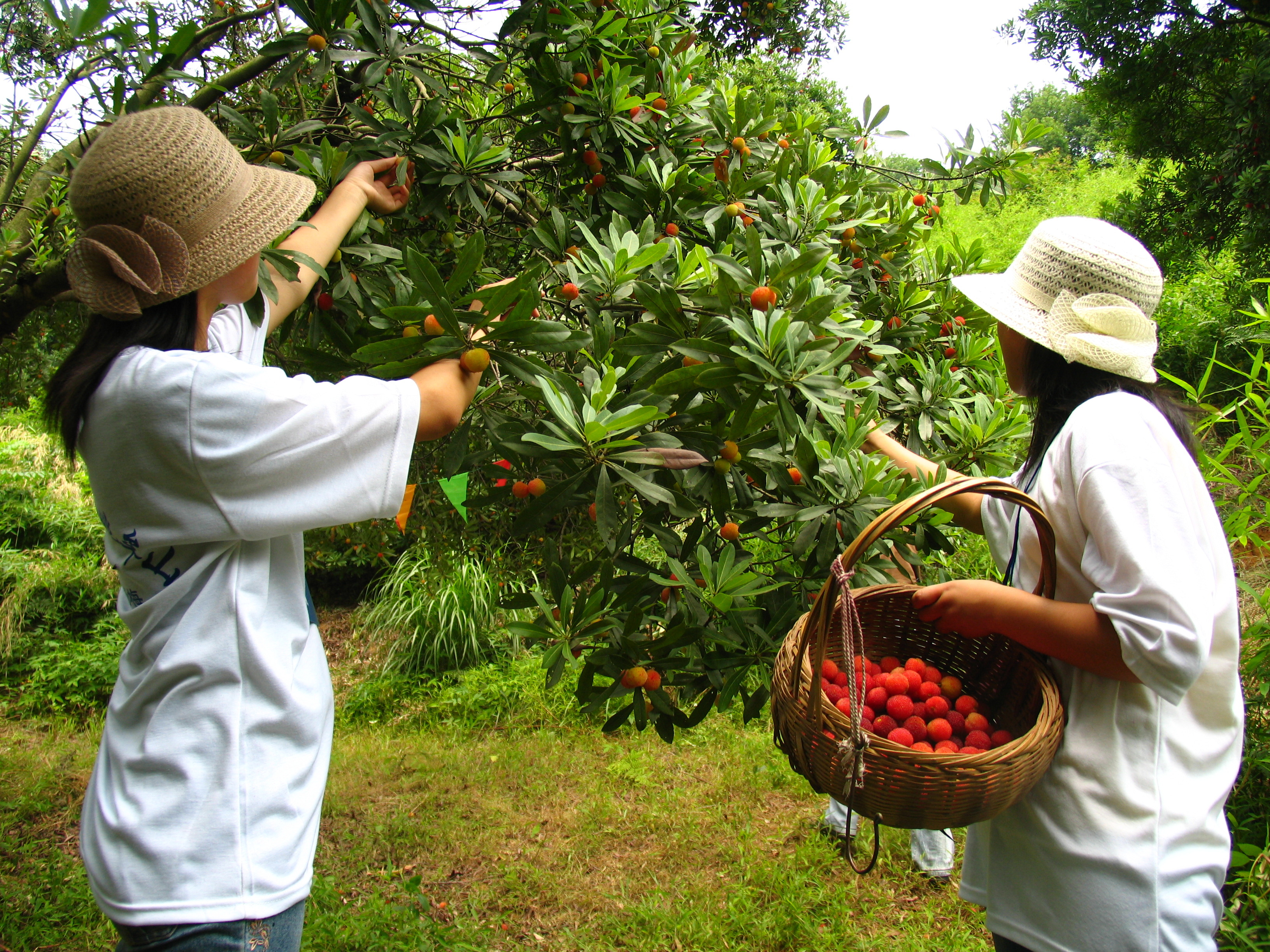 过了杨梅季节杨梅汁就可以洗掉了,吃杨梅应该用什么方法洗干净