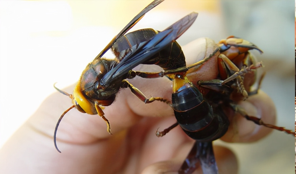 杀人蜂最可怕的蜂,大杀人蜂有多厉害