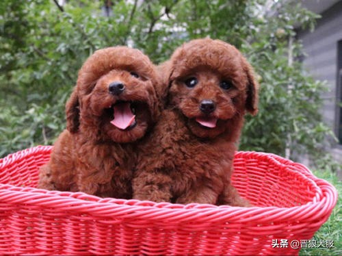 泰迪犬的秘密你知道吗,健康的泰迪犬都有哪些特别的表现