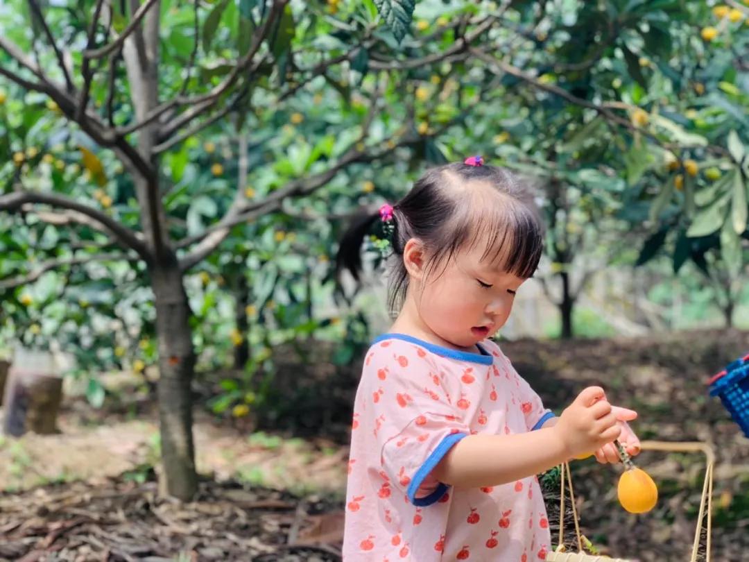 周末东山采枇杷采摘攻略已出,枇杷采摘攻略