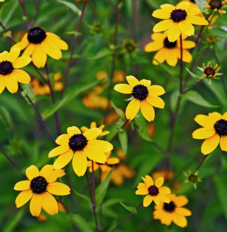 这种花居然叫“黑眼苏珊”？它是花园里最抢镜的主角