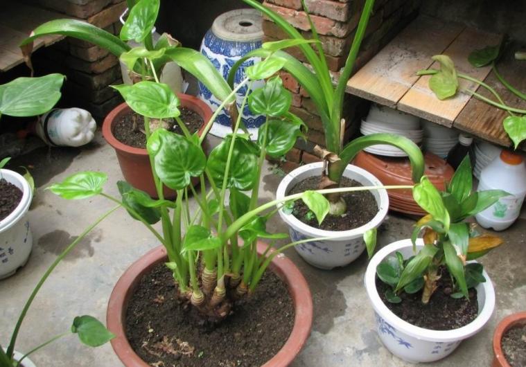 在家阳台种生姜对风水运气好不好,家庭阳台种生姜影响风水吗