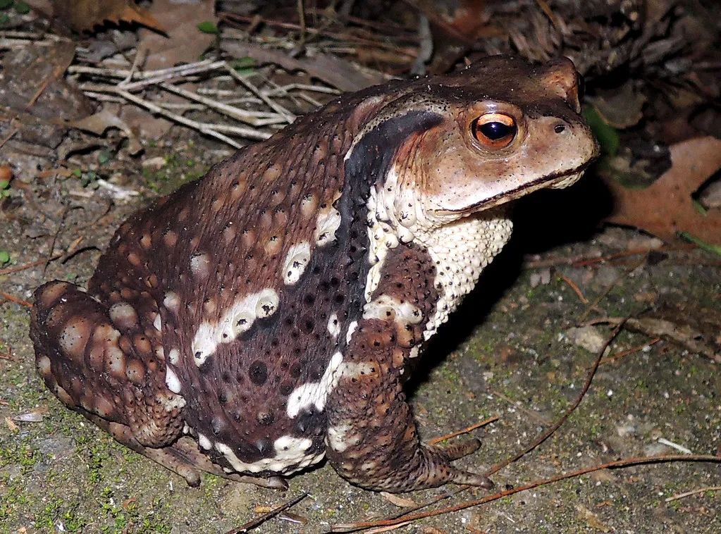 中华蟾蜍的快乐饲养法——养蛤心得分享|肆养来稿