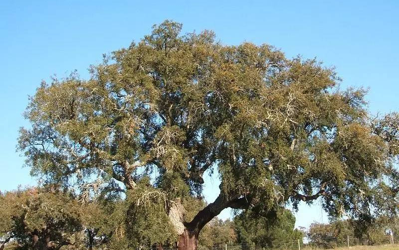 威士忌软木塞如何保存,威士忌为什么用木塞