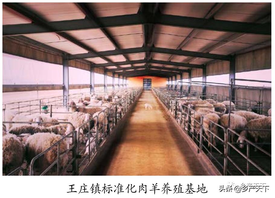 浚县王庄镇简介,浚县王庄镇乡村振兴项目