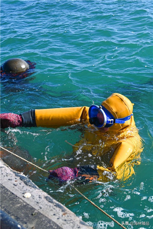 探秘海参的捕捞过程,野生海参采捕视频大全