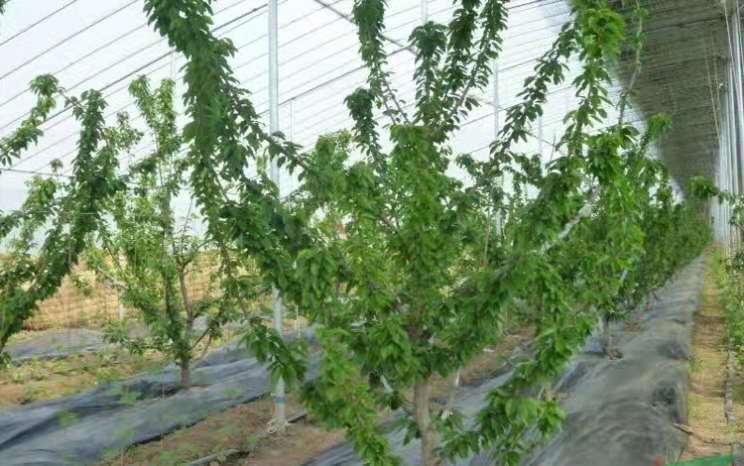 樱桃当年小苗管理方法,怎样防止大棚樱桃二次开花