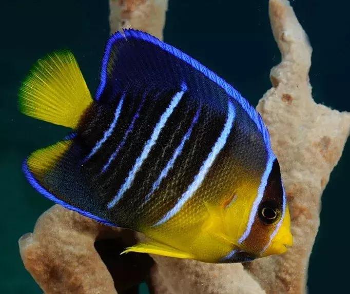 fot海水观赏鱼,fot鱼品种