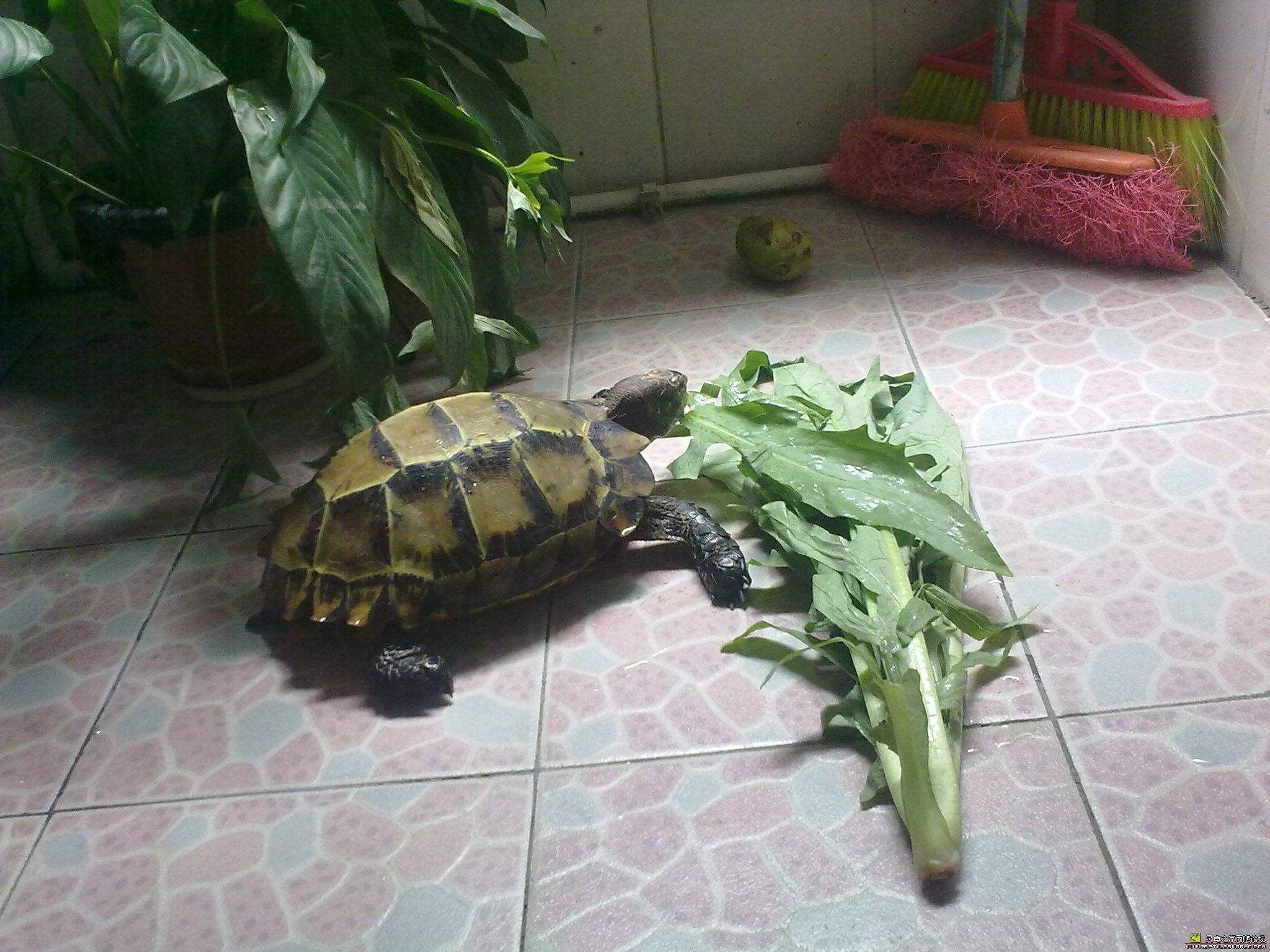 凹甲陆龟为什么养不活,凹甲陆龟是重点保护动物吗