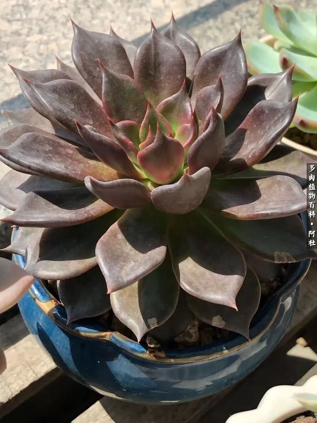 多肉有毒没毒,多肉有毒有毒