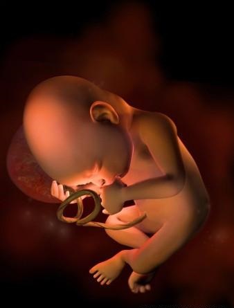 胎儿发育全过程标本,是否能看到胎儿的发育过程