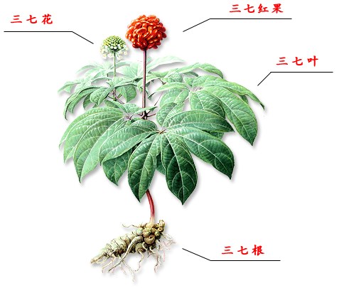 神药真不真的有效吗,网上买的三七粉真的有效吗