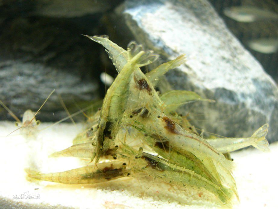 新手养鱼推荐混养品种,新手养鱼入门鱼种混养