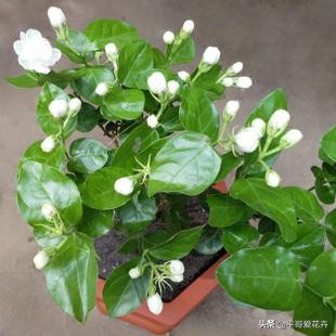 养茉莉花,一个花苞都没有?只需浇“2种水”,花苞多、开花量大
