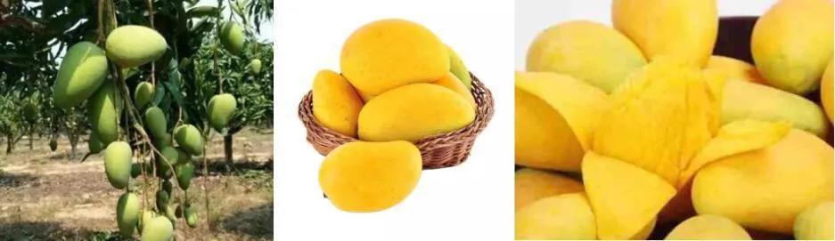 芒果树最甜的品种,芒果树哪种品种好吃