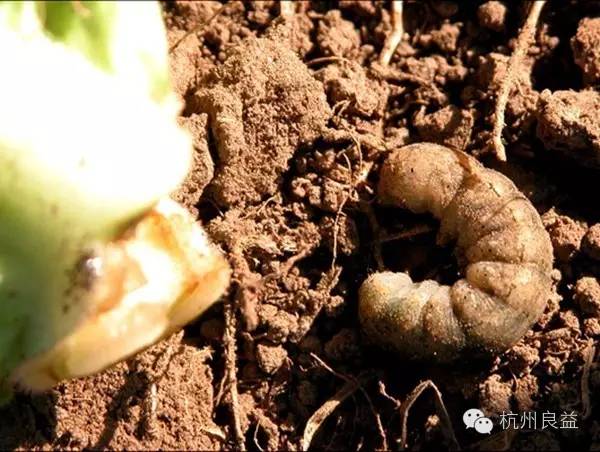 西瓜病虫害一本通表,西瓜红薯种植病虫害防治