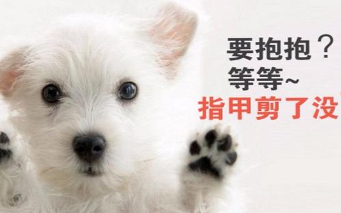 剪破狗狗指甲怎么处理,狗狗修剪指甲狗狗的反应