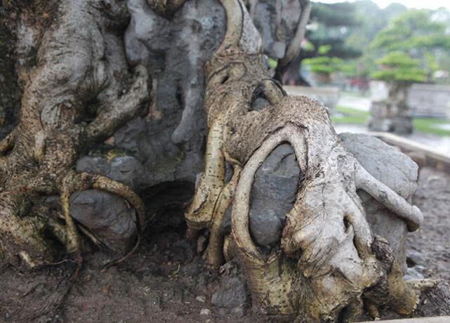 越南盆景树多少钱一棵,男子几年前低价买回棵三百年树