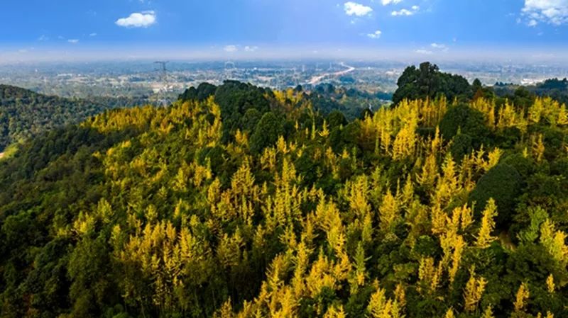 金黄色警报,黄色警报镜头