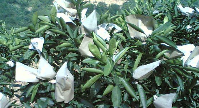 种植技巧学习,种植花卉应该怎么开始学