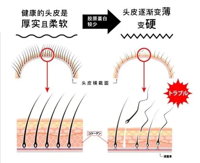 蒙古洗发水,日本洗发水蒙琉怎么样