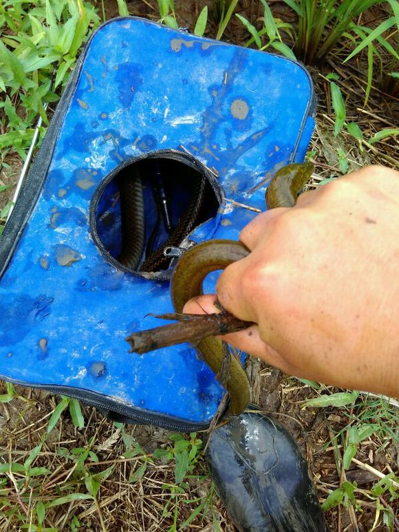 抓黄鳝小知识,农村娃抓黄鳝视频
