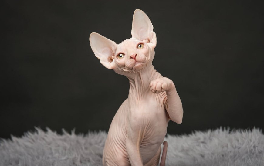 猫咪掉毛严重的原因及解决办法,猫咪掉毛怎么办这5个方法帮助你