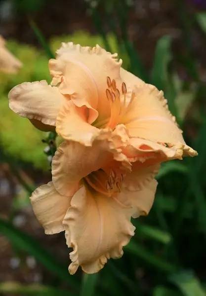 赏花时间表,赏花季节及图片