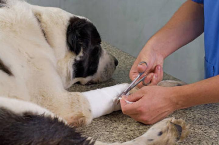 狗咬狗有伤口,狗咬伤口快速消除方法