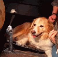 琴弹得不错是厉害是腻害,琴弹的不好要参加比赛吗