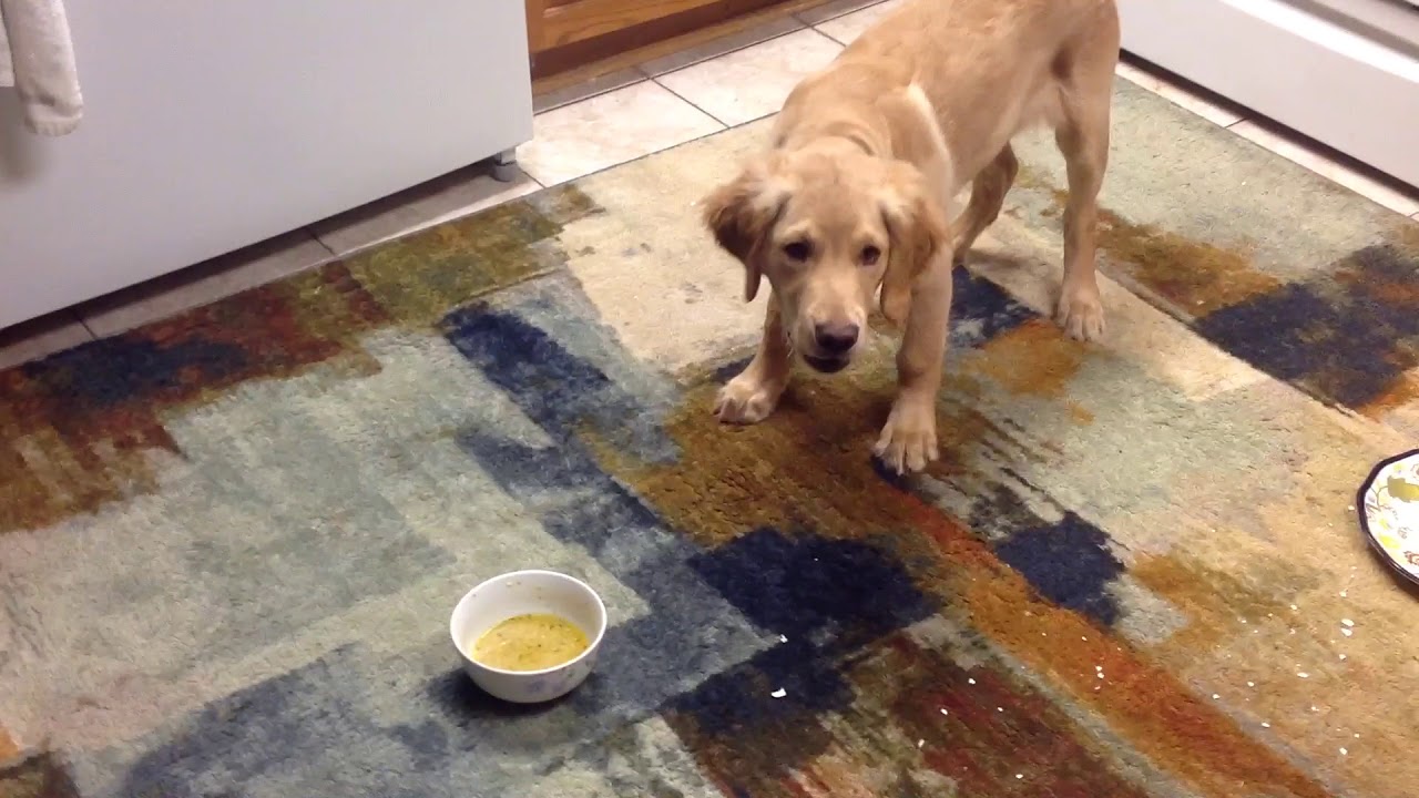 狗狗不爱喝水了怎么办,狗狗不爱喝水怎么办有什么妙招