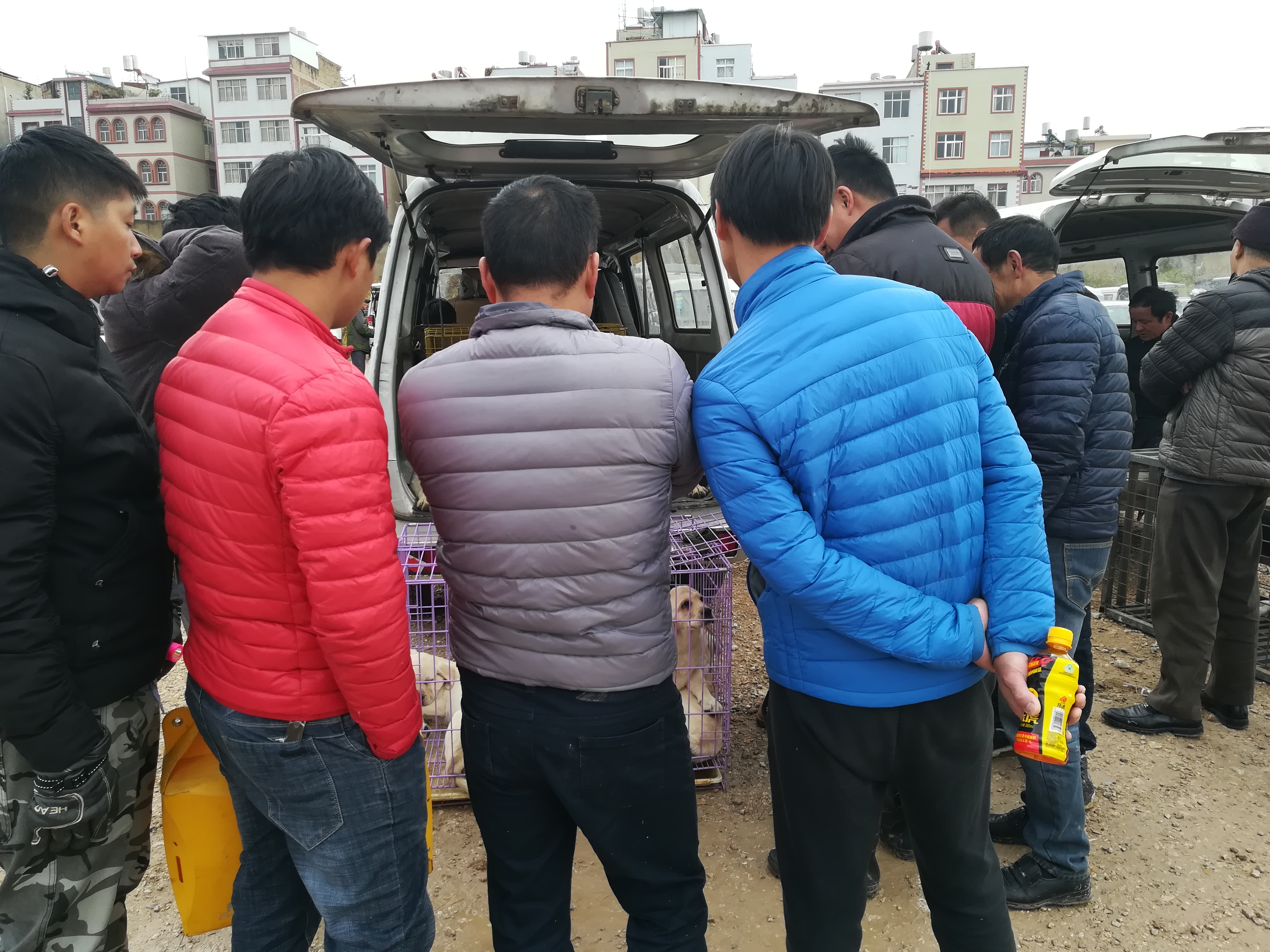 拉布拉多犬幼犬出售100元内,拉布拉多幼犬出售200元同城