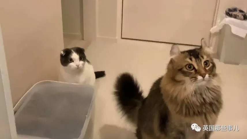 猫咪表情包喵星人,一组有故事的喵星人表情包