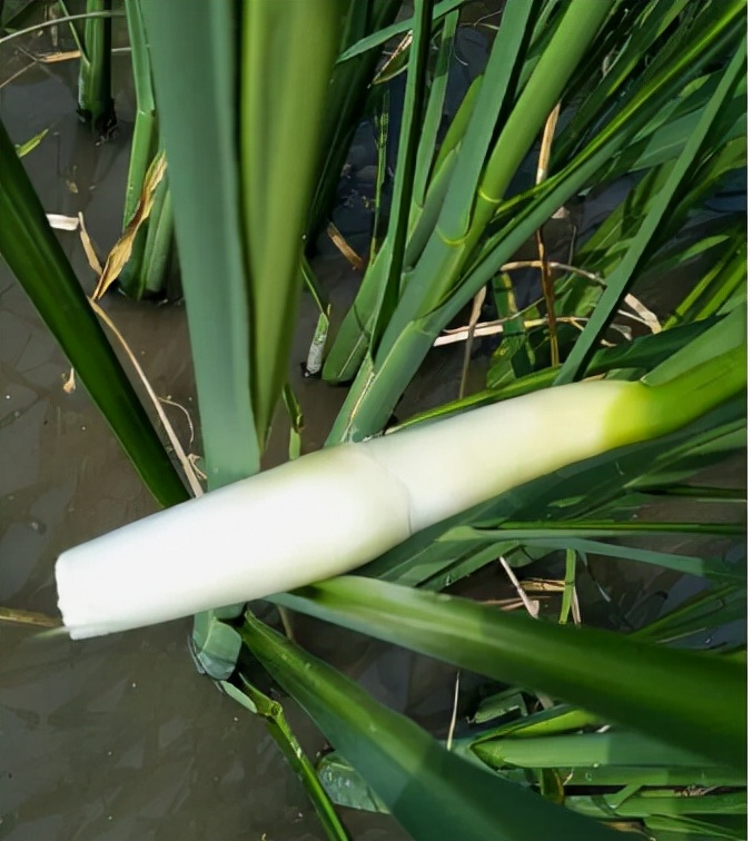 湖南特有的笋,湖南特产野笋