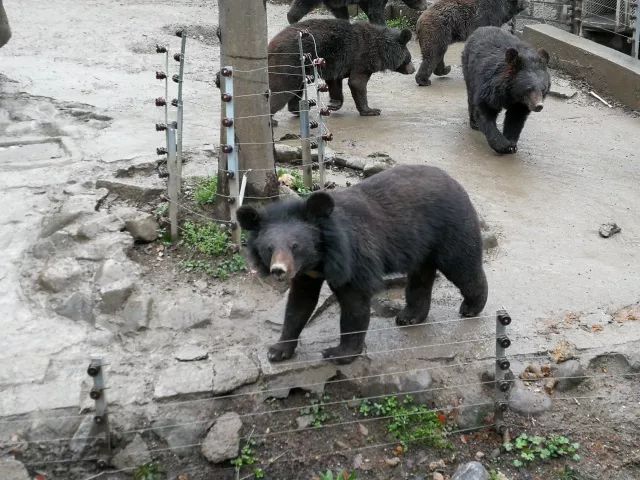 在上海迪士尼怎么玩比较快呢,在上海迪士尼玩一整天