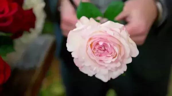 世界第一鲜花市场视频,bbc探秘墨西哥毒品战争