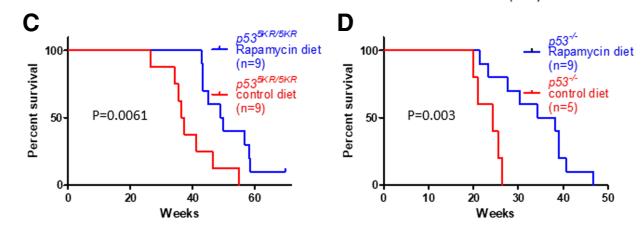 顾伟实验室解析p53抑癌功能的终极*器武**——铁死亡和mTOR