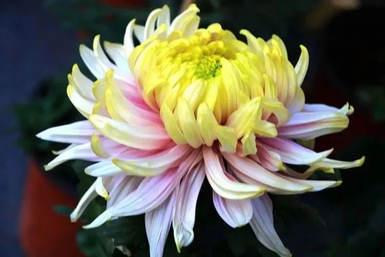 花中四君子菊花国画用笔,花中四君子菊花高清图片