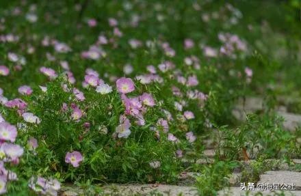 无锡这8大开放式公园高颜值,适合晨夕散步绿荫避暑