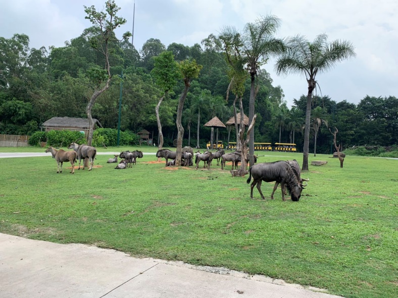 长隆野生动物世界推荐,长隆野生动物园必看动物