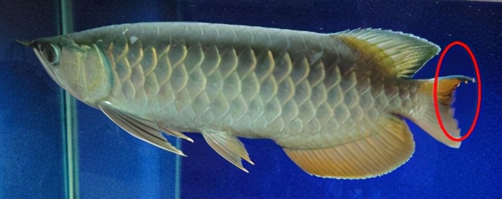 小龙鱼疾病,龙鱼突发疾病