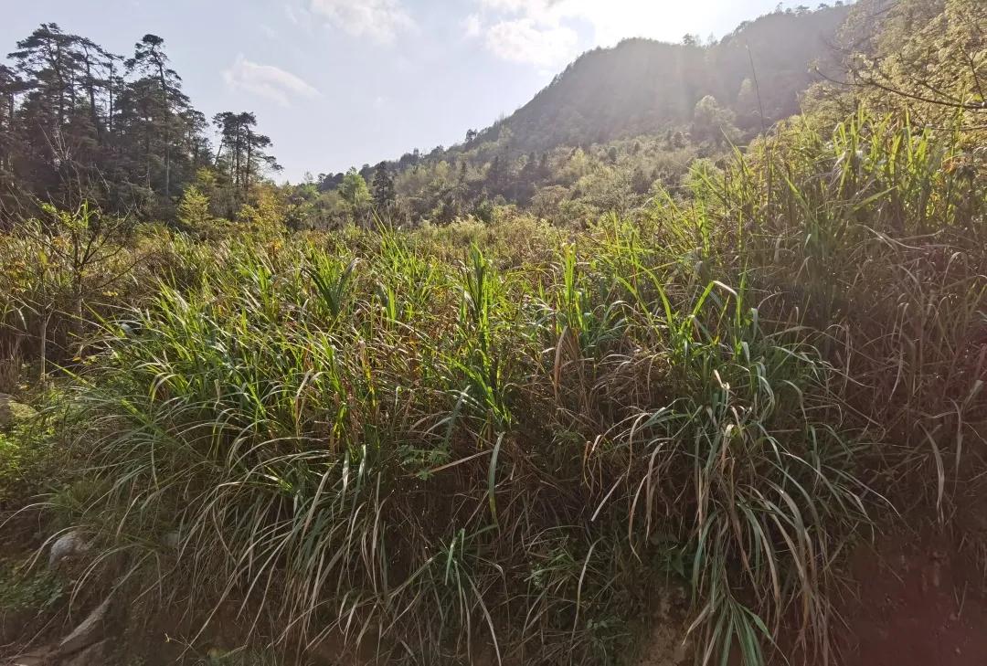 江西深山里，有人正布局黄精产业，想不到他还是一位跨界新农人