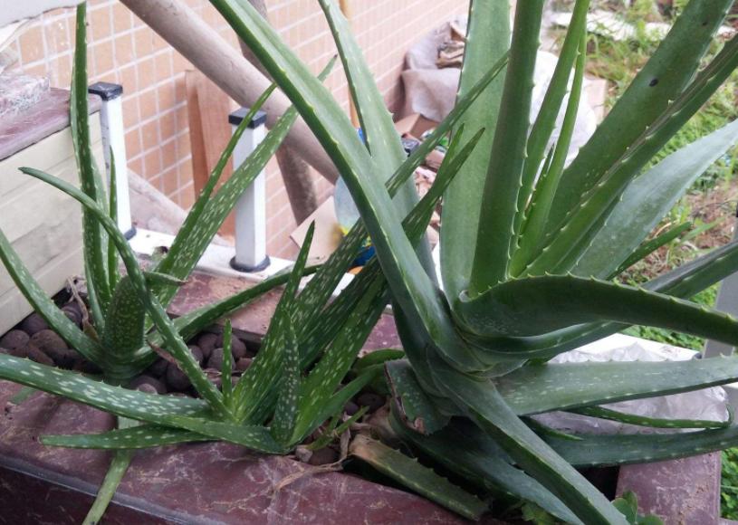 芦荟与什么东西搭配祛斑效果最好,脸上有斑怎样用芦荟祛斑