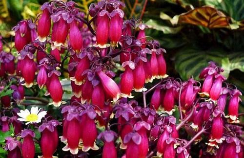 大叶红灯笼花,红灯笼的花有哪些