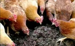 80后女大学生回农村养蚯蚓,回村创业养蚯蚓