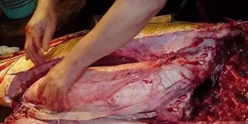 花胶最简单的泡发,花胶正确的泡发